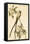 Forked Tail Flycatcher-John James Audubon-Framed Stretched Canvas