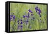 Forking Larkspur (Delphinium Consolida - Consolida Regalis) in Flower, East Slovakia, Europe-Wothe-Framed Stretched Canvas