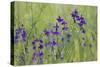 Forking Larkspur (Delphinium Consolida - Consolida Regalis) in Flower, East Slovakia, Europe-Wothe-Stretched Canvas