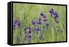 Forking Larkspur (Delphinium Consolida - Consolida Regalis) in Flower, East Slovakia, Europe-Wothe-Framed Stretched Canvas