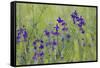 Forking Larkspur (Delphinium Consolida - Consolida Regalis) in Flower, East Slovakia, Europe-Wothe-Framed Stretched Canvas