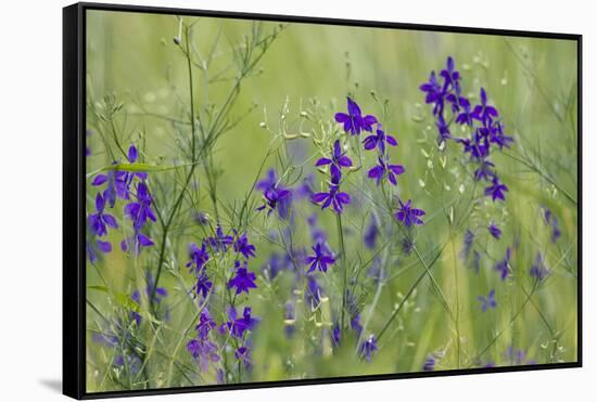 Forking Larkspur (Delphinium Consolida - Consolida Regalis) in Flower, East Slovakia, Europe-Wothe-Framed Stretched Canvas