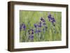 Forking Larkspur (Delphinium Consolida - Consolida Regalis) in Flower, East Slovakia, Europe-Wothe-Framed Premium Photographic Print