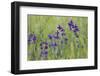 Forking Larkspur (Delphinium Consolida - Consolida Regalis) in Flower, East Slovakia, Europe-Wothe-Framed Premium Photographic Print