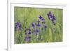 Forking Larkspur (Delphinium Consolida - Consolida Regalis) in Flower, East Slovakia, Europe-Wothe-Framed Photographic Print