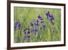 Forking Larkspur (Delphinium Consolida - Consolida Regalis) in Flower, East Slovakia, Europe-Wothe-Framed Photographic Print