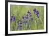 Forking Larkspur (Delphinium Consolida - Consolida Regalis) in Flower, East Slovakia, Europe-Wothe-Framed Photographic Print