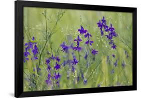 Forking Larkspur (Delphinium Consolida - Consolida Regalis) in Flower, East Slovakia, Europe-Wothe-Framed Photographic Print