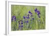 Forking Larkspur (Delphinium Consolida - Consolida Regalis) in Flower, East Slovakia, Europe-Wothe-Framed Photographic Print