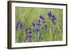 Forking Larkspur (Delphinium Consolida - Consolida Regalis) in Flower, East Slovakia, Europe-Wothe-Framed Photographic Print