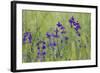 Forking Larkspur (Delphinium Consolida - Consolida Regalis) in Flower, East Slovakia, Europe-Wothe-Framed Photographic Print