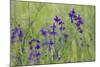 Forking Larkspur (Delphinium Consolida - Consolida Regalis) in Flower, East Slovakia, Europe-Wothe-Mounted Photographic Print