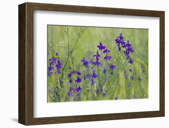 Forking Larkspur (Delphinium Consolida - Consolida Regalis) in Flower, East Slovakia, Europe-Wothe-Framed Photographic Print