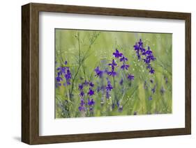 Forking Larkspur (Delphinium Consolida - Consolida Regalis) in Flower, East Slovakia, Europe-Wothe-Framed Photographic Print