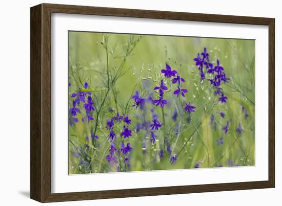 Forking Larkspur (Delphinium Consolida - Consolida Regalis) in Flower, East Slovakia, Europe-Wothe-Framed Photographic Print