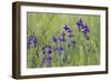 Forking Larkspur (Delphinium Consolida - Consolida Regalis) in Flower, East Slovakia, Europe-Wothe-Framed Photographic Print