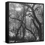 Form of Trees-null-Framed Stretched Canvas