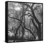 Form of Trees-null-Framed Stretched Canvas