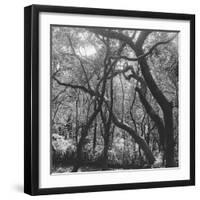 Form of Trees-null-Framed Photographic Print