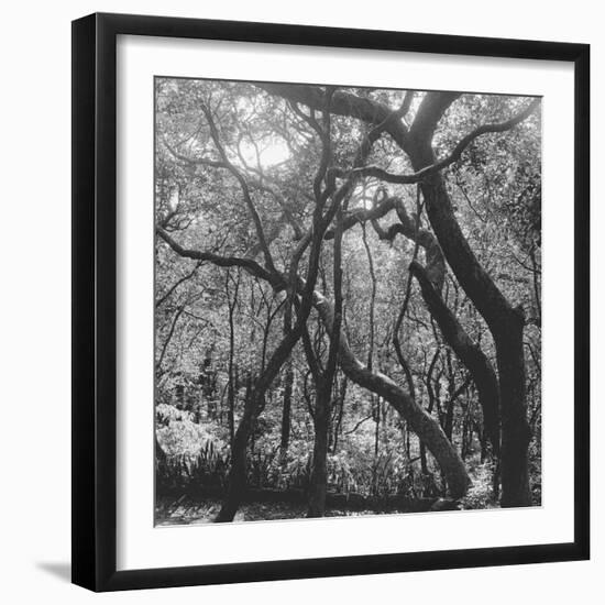 Form of Trees-null-Framed Photographic Print