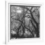 Form of Trees-null-Framed Photographic Print