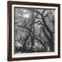 Form of Trees-null-Framed Photographic Print