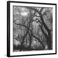 Form of Trees-null-Framed Photographic Print