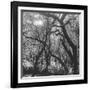 Form of Trees-null-Framed Photographic Print