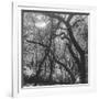 Form of Trees-null-Framed Photographic Print