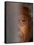 Former South African President Nelson Mandela-null-Framed Stretched Canvas