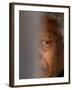 Former South African President Nelson Mandela-null-Framed Premium Photographic Print