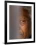 Former South African President Nelson Mandela-null-Framed Premium Photographic Print