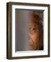 Former South African President Nelson Mandela-null-Framed Premium Photographic Print