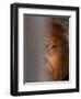 Former South African President Nelson Mandela-null-Framed Premium Photographic Print