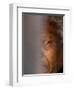 Former South African President Nelson Mandela-null-Framed Premium Photographic Print