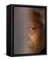 Former South African President Nelson Mandela-null-Framed Stretched Canvas