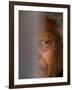 Former South African President Nelson Mandela-null-Framed Photographic Print