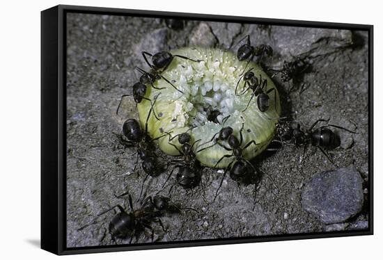 Formica Rufa (Red Wood Ant) - Attacking a Larva-Paul Starosta-Framed Stretched Canvas