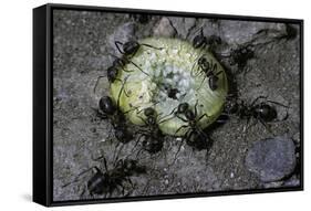 Formica Rufa (Red Wood Ant) - Attacking a Larva-Paul Starosta-Framed Stretched Canvas