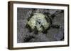 Formica Rufa (Red Wood Ant) - Attacking a Larva-Paul Starosta-Framed Photographic Print