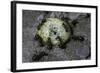 Formica Rufa (Red Wood Ant) - Attacking a Larva-Paul Starosta-Framed Photographic Print