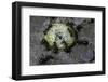 Formica Rufa (Red Wood Ant) - Attacking a Larva-Paul Starosta-Framed Photographic Print