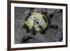 Formica Rufa (Red Wood Ant) - Attacking a Larva-Paul Starosta-Framed Photographic Print