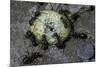 Formica Rufa (Red Wood Ant) - Attacking a Larva-Paul Starosta-Mounted Photographic Print