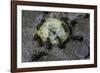 Formica Rufa (Red Wood Ant) - Attacking a Larva-Paul Starosta-Framed Photographic Print