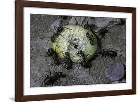 Formica Rufa (Red Wood Ant) - Attacking a Larva-Paul Starosta-Framed Photographic Print