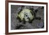 Formica Rufa (Red Wood Ant) - Attacking a Larva-Paul Starosta-Framed Photographic Print