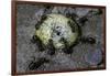 Formica Rufa (Red Wood Ant) - Attacking a Larva-Paul Starosta-Framed Photographic Print