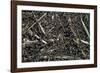 Formica Rufa (Red Wood Ant) - Colony on Top of the Nest-Paul Starosta-Framed Photographic Print