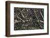 Formica Rufa (Red Wood Ant) - Colony on Top of the Nest-Paul Starosta-Framed Photographic Print